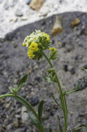 صورة <i>Cryptantha confertiflora</i>