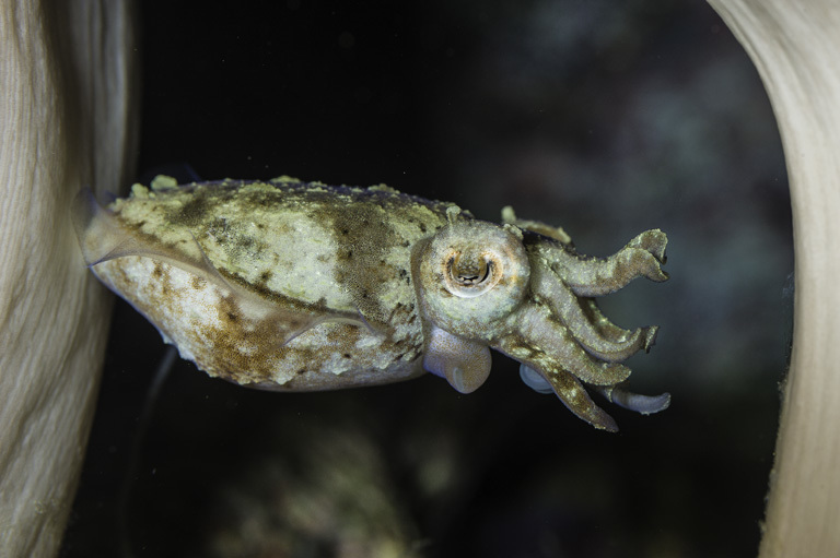 Image of Stumpy Cuttlefish