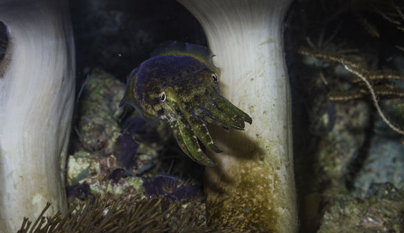 Image of Stumpy Cuttlefish