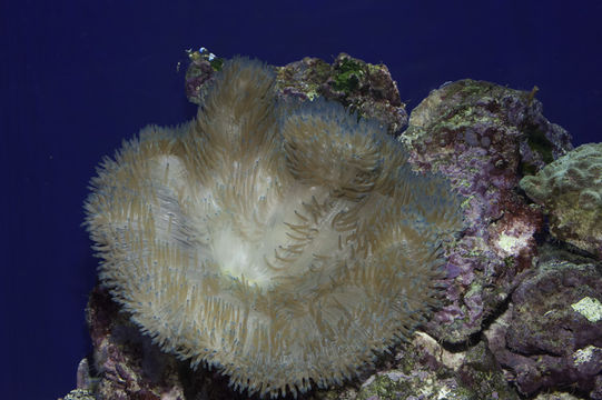 صورة Stichodactyla haddoni (Saville-Kent 1893)