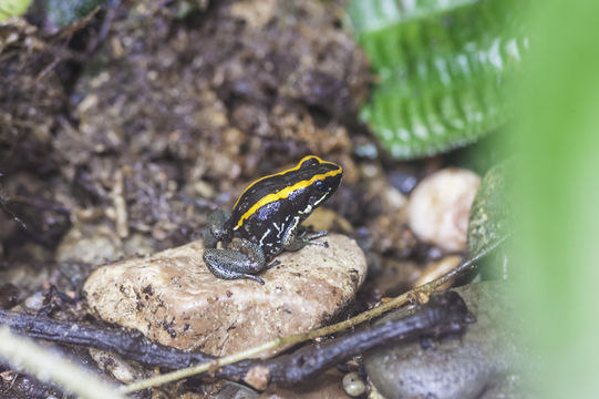 Plancia ëd Phyllobates lugubris (Schmidt 1857)