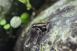 Plancia ëd Phyllobates lugubris (Schmidt 1857)