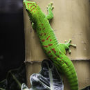 Plancia ëd Phelsuma grandis Gray 1870