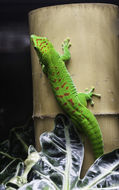 Plancia ëd Phelsuma grandis Gray 1870