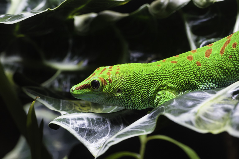 Plancia ëd Phelsuma grandis Gray 1870