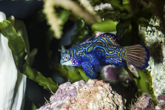 Image of Mandarinfish