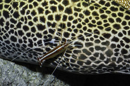 Image of Scarlet cleaner shrimp