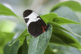 Image of Heliconius sapho Drury 1782