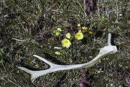 Imagem de Papaver gorodkovii Tolmachev & Petrovskii