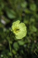 Image of Lapland poppy