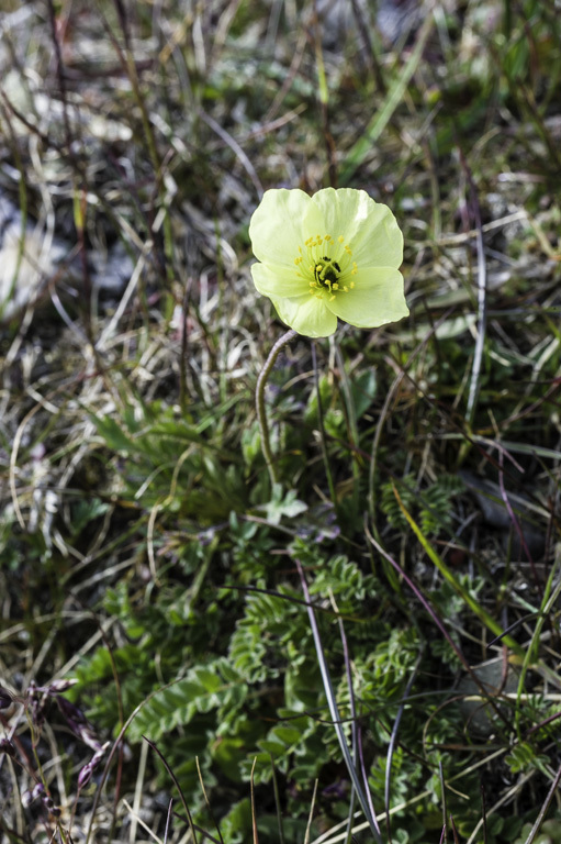 Image of Lapland poppy