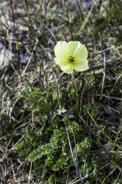 Papaver lapponicum (A. Tolmatch.) Nordh. resmi