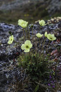 Image of Lapland poppy