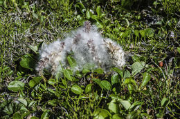 Image of arctic willow