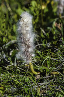 Image of arctic willow