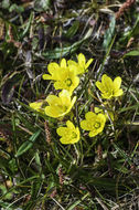 Saxifraga hirculus L. resmi