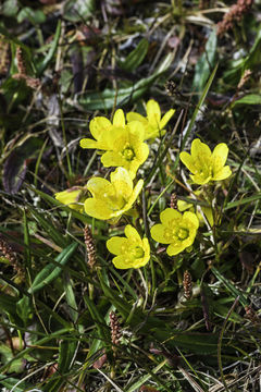 Слика од Saxifraga hirculus L.