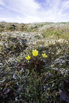 Слика од Saxifraga hirculus L.