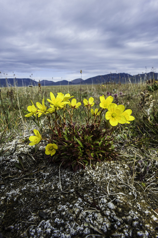 Saxifraga hirculus L. resmi