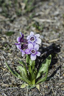 Primula tschuktschorum Kjellm. resmi