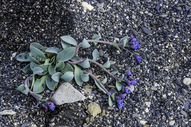 Image of oysterleaf