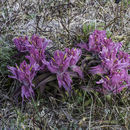 Image of elegant Indian paintbrush