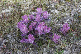 Image of elegant Indian paintbrush