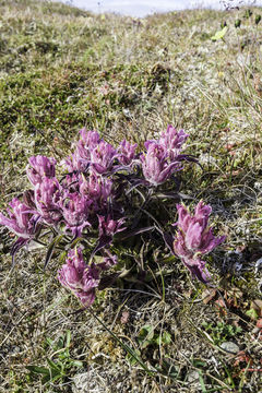 Image of elegant Indian paintbrush