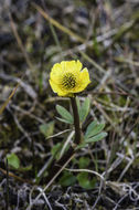 Image of snow buttercup