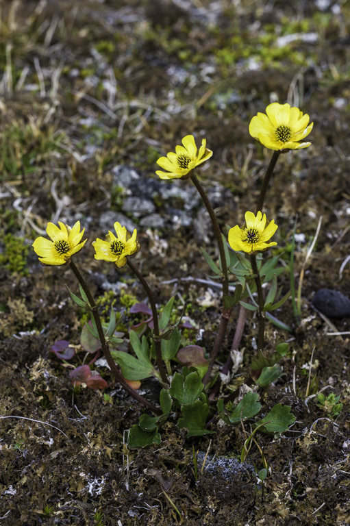 Image of snow buttercup