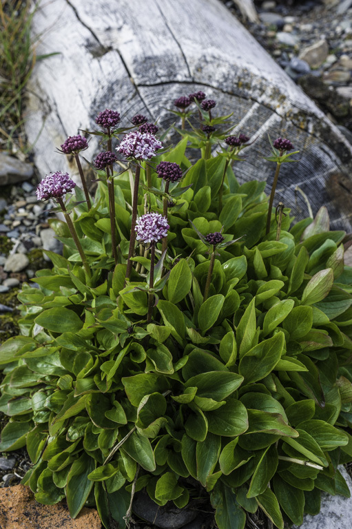 Image of Clustered Valerian