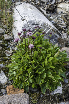 Image of Clustered Valerian