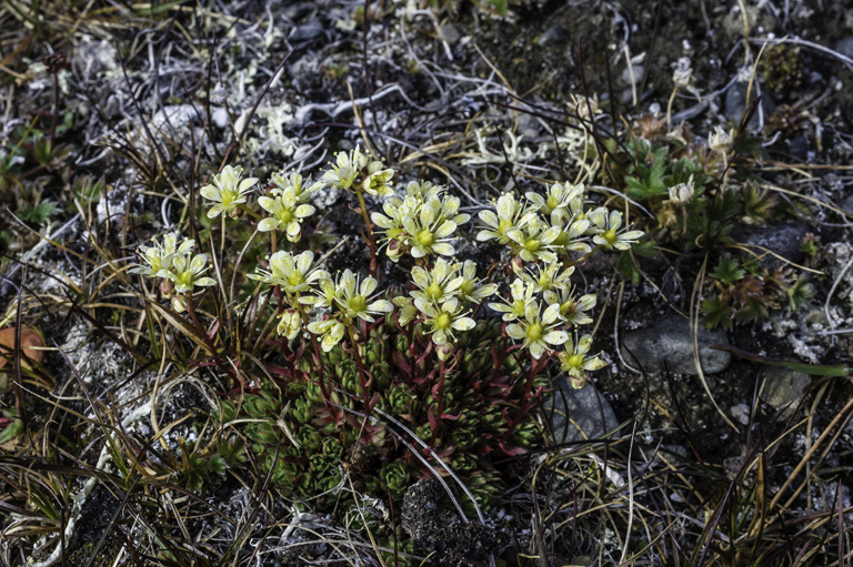 Image de Saxifraga bronchialis L.