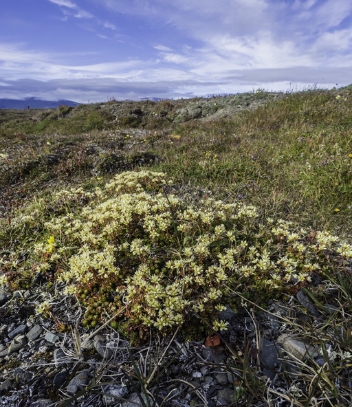 Image de Saxifraga bronchialis L.