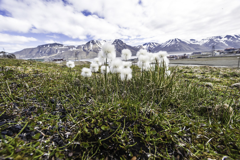 Plancia ëd Eriophorum scheuchzeri Hoppe