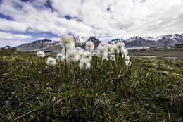 Plancia ëd Eriophorum scheuchzeri Hoppe