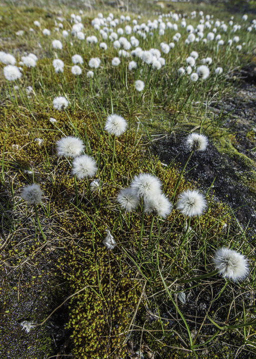 Plancia ëd Eriophorum scheuchzeri Hoppe