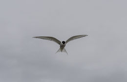 Image of Arctic Tern