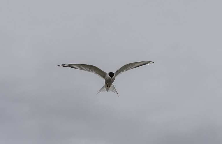 Image of Arctic Tern