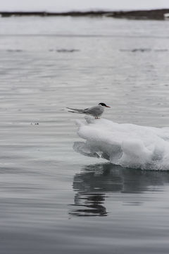 Image of Arctic Tern