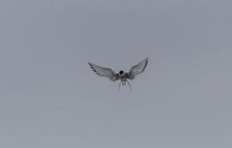 Image of Arctic Tern