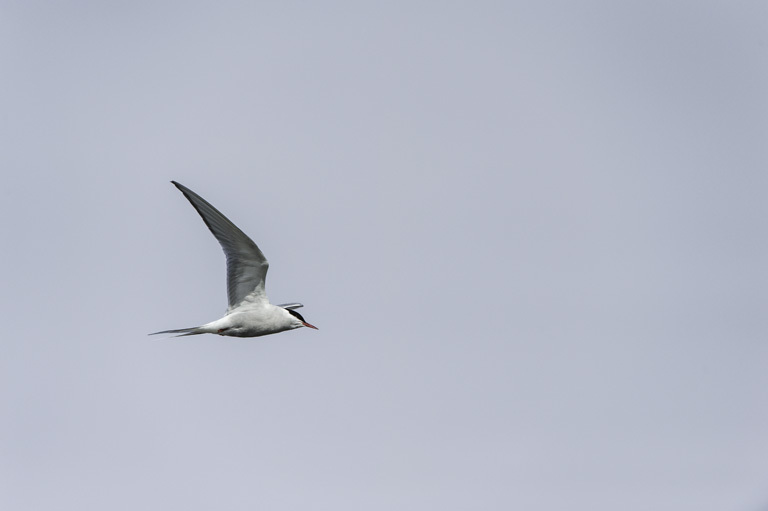 Image of Arctic Tern