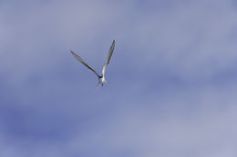 Image of Arctic Tern