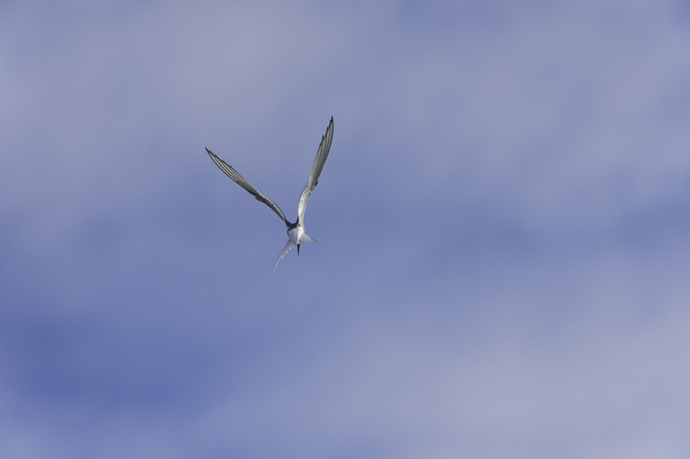 Image of Arctic Tern