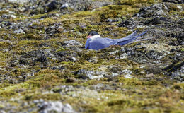 Image of Arctic Tern