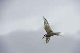 Image of Arctic Tern