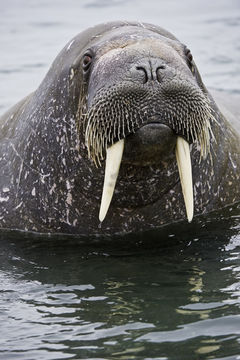 Image of Atlantic Walrus