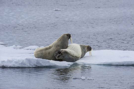 Image of Atlantic Walrus