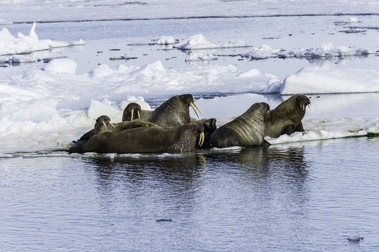 Слика од Odobenus rosmarus rosmarus (Linnaeus 1758)