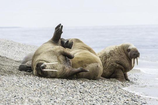 Image of Atlantic Walrus